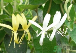 紅眼病吃什么藥好得快？紅眼病偏方