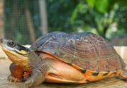 家里養(yǎng)烏龜好不好？家里養(yǎng)烏龜有什么講究？
