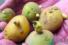 土豆發(fā)芽了還能吃嗎？發(fā)芽的土豆吃了會怎么樣？