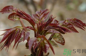 孕婦可以吃香椿嗎？孕婦吃香椿的好處及注意事項