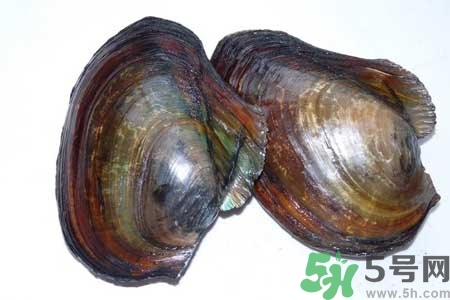 如何挑選河蚌？河蚌的營養(yǎng)價值？