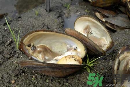 如何挑選河蚌？河蚌的營養(yǎng)價值？