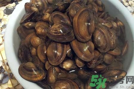 如何挑選河蚌？河蚌的營養(yǎng)價值？