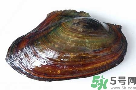 如何挑選河蚌？河蚌的營養(yǎng)價值？