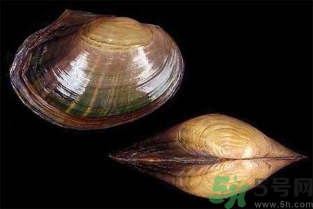 如何挑選河蚌？河蚌的營養(yǎng)價值？