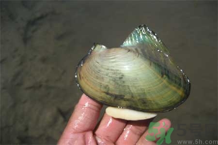 如何挑選河蚌？河蚌的營養(yǎng)價值？