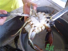 螃蟹怎么洗?螃蟹的清洗方法 螃蟹怎么洗?螃蟹的清洗方法