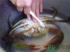 螃蟹怎么洗?螃蟹的清洗方法 螃蟹怎么洗?螃蟹的清洗方法