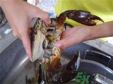 螃蟹怎么洗?螃蟹的清洗方法 螃蟹怎么洗?螃蟹的清洗方法