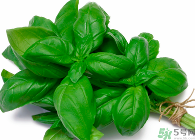 九層塔是什么菜？九層塔的功效與作用