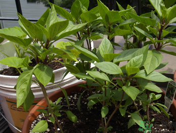 九層塔是什么菜？九層塔的功效與作用