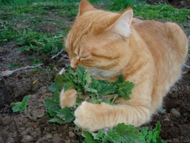 貓薄荷是什么？貓薄荷對貓有什么作用？