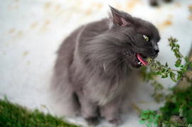 貓薄荷是什么？貓薄荷對貓有什么作用？