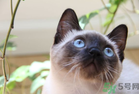 貓薄荷對貓有危害嗎？使用貓薄荷的注意事項