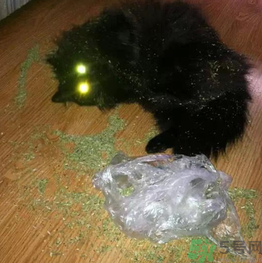 貓薄荷怎么用？貓薄荷和薄荷的區(qū)別