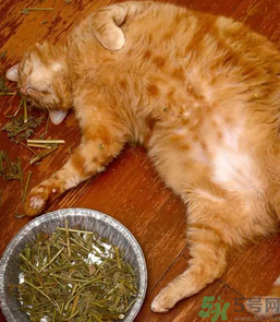 貓薄荷怎么用？貓薄荷和薄荷的區(qū)別