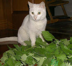 貓薄荷怎么用？貓薄荷和薄荷的區(qū)別