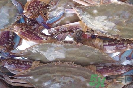 孕婦可以吃梭子蟹嗎？梭子蟹怎么洗？