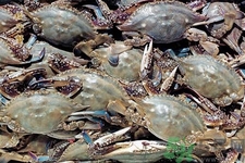 孕婦可以吃梭子蟹嗎？梭子蟹怎么洗？