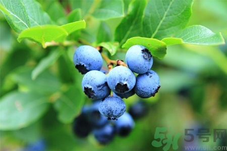 藍(lán)莓怎么洗？藍(lán)莓可以怎么吃？
