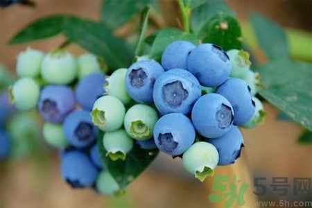 藍(lán)莓怎么洗？藍(lán)莓可以怎么吃？
