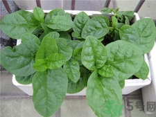 木耳菜可以和西紅柿一起吃嗎?木耳菜和西紅柿一起吃會怎么樣? 木耳菜可以和西紅柿一起吃嗎?木耳菜和西紅柿一起吃會怎么樣?