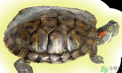 烏龜可以吃嗎？烏龜怎么吃？