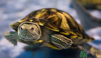 烏龜可以吃嗎？烏龜怎么吃？