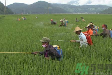 怎么洗掉水果上的農(nóng)藥？農(nóng)藥殘留的危害有哪些？