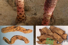 鎖陽(yáng)的作用與功效 鎖陽(yáng)的用藥禁忌