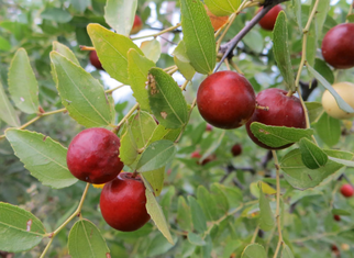 孕婦可以吃酸棗嗎？酸棗的功效與作用