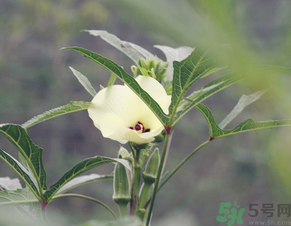 黃秋葵花的功效與作用 黃秋葵的做法大全 黃秋葵花的功效與作用 黃秋葵的做法大全