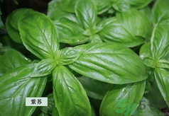 孕婦可以吃紫蘇嗎？孕婦吃紫蘇的好處及注意事項