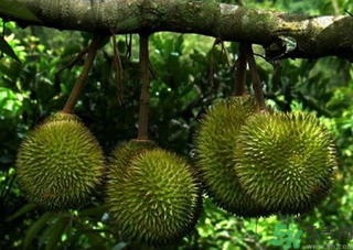 金枕頭榴蓮和普通榴蓮有什么區(qū)別？金枕頭榴蓮怎么挑？