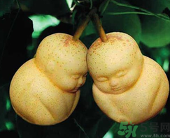 娃娃梨是怎么種出來的？娃娃梨為什么外形像娃娃？