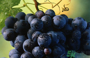 巨峰葡萄營(yíng)養(yǎng)價(jià)值 巨峰葡萄幾月份成熟