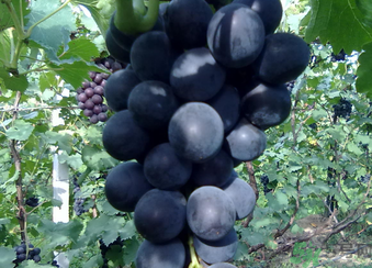 孕婦可以吃巨峰葡萄嗎？孕婦吃葡萄好嗎？