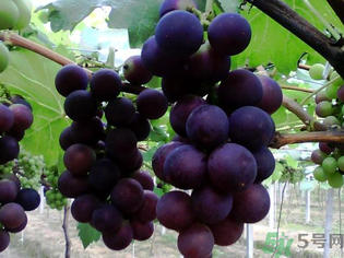 孕婦可以吃巨峰葡萄嗎？孕婦吃葡萄好嗎？