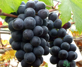 巨峰葡萄皮可以吃嗎？巨峰葡萄的好處及禁忌