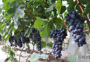 夏黑葡萄孕婦能吃嗎？孕婦吃夏黑葡萄的好處及禁忌