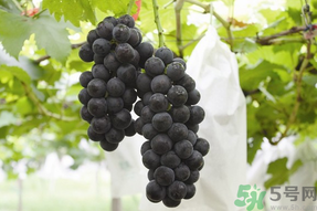 夏黑葡萄孕婦能吃嗎？孕婦吃夏黑葡萄的好處及禁忌