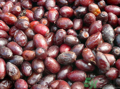 椰棗好吃嗎？椰棗和紅棗的區(qū)別