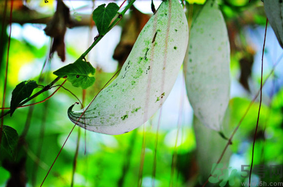 老鼠瓜怎么吃？老鼠瓜的功效與作用