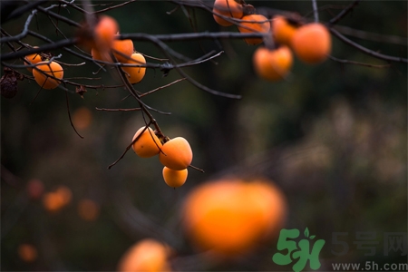 柿餅怎么吃？柿餅不能和什么一起吃？