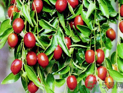 孕婦能吃金絲棗嗎？金絲棗的功效作用