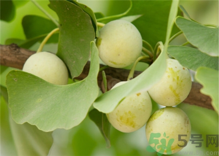 吃白果對女人有什么好處?吃白果對婦科有好處嗎? 吃白果對女人有什么好處?吃白果對婦科有好處嗎?