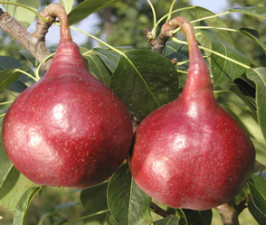 啤梨的功效與作用 啤梨的營養(yǎng)價值及食用方法 啤梨的功效與作用 啤梨的營養(yǎng)價值及食用方法