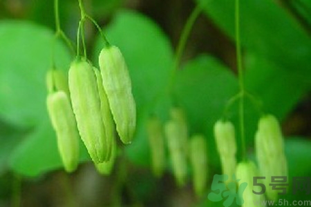 黃精的功效與作用及食用方法 黃精的副作用 黃精的功效與作用及食用方法 黃精的副作用