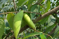 五倍子能治早泄嗎？五倍子的副作用有哪些？