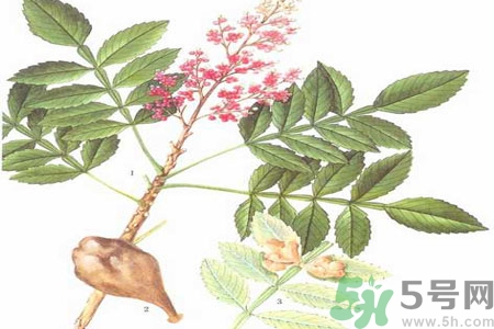 五倍子能治早泄嗎？五倍子的副作用有哪些？